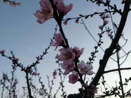 唯爱🌺小艾主播照片