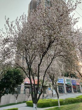 凑美没人爱主播照片