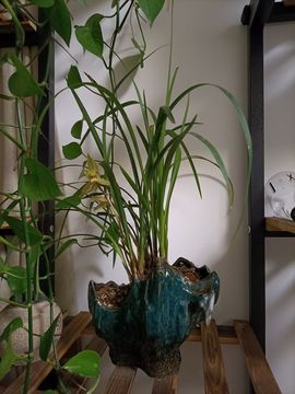 👑䒕暖宝好运旺旺旺主播照片
