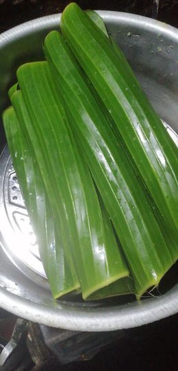 花树茶主播照片