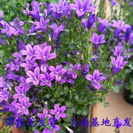 我元帥哥哥主播照片