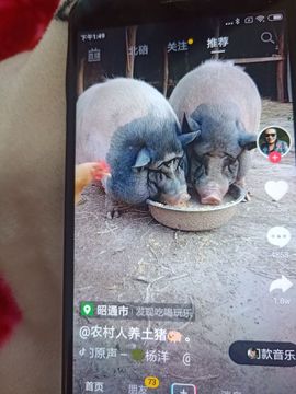Mobl43994I主播照片