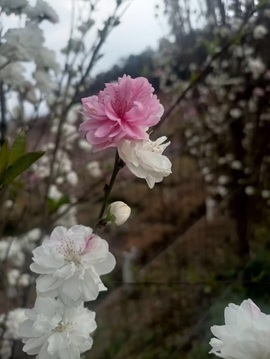 小艾回湖北不定时播主播照片