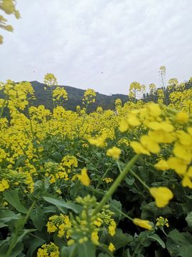 凑美没人爱主播照片