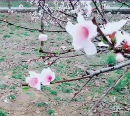 🌹乐消遥🌹的主播照片