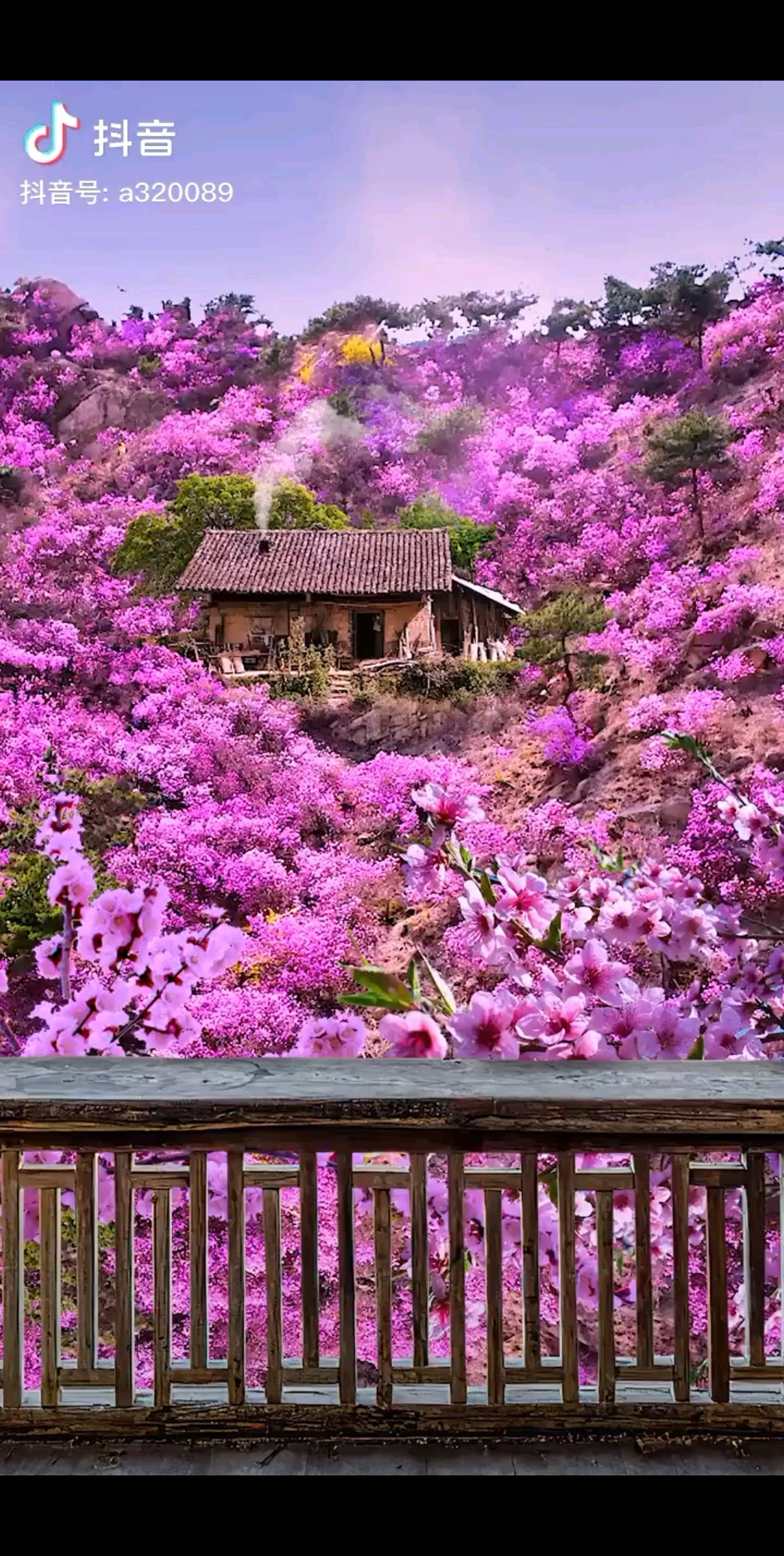 芳姿妖娆趋早春，朵朵