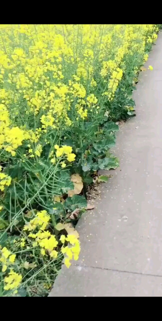 油菜花给人一种幸福感