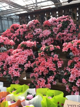 社会💞夭夭（退）主播照片