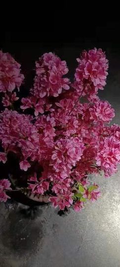 凑美没人爱主播照片