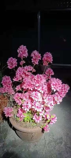 凑美没人爱主播照片