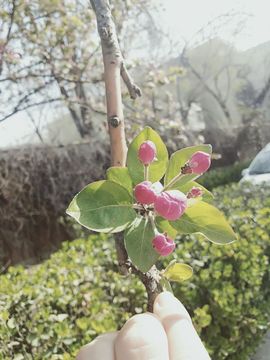 倾音[期遇FM]主播照片