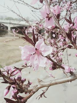倾音[期遇FM]主播照片