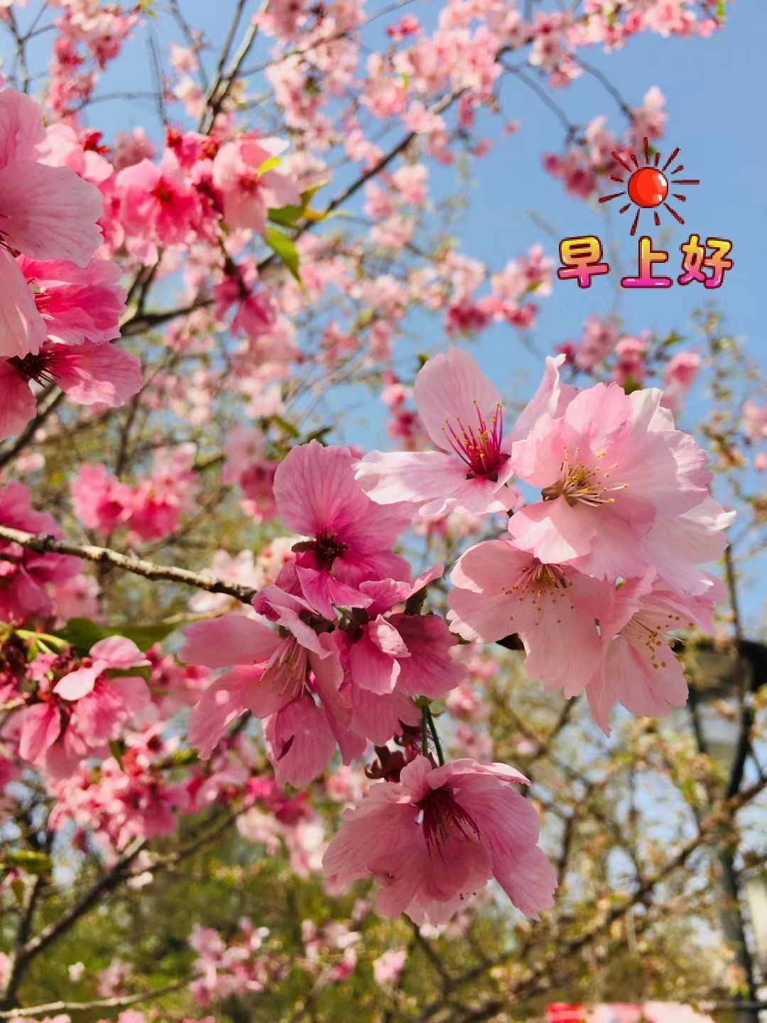 安琪同学的图片