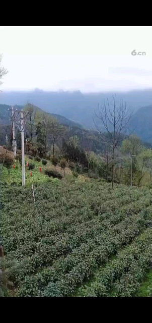 踏青最后一天啦！明天
