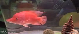我元帥哥哥主播照片