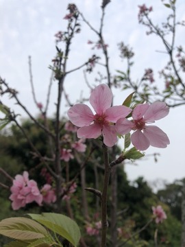 小海屯🐬李主播照片