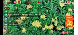 ……若主播照片