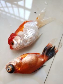 素雅依依暂休主播照片
