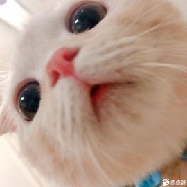 泡馍莫的图片