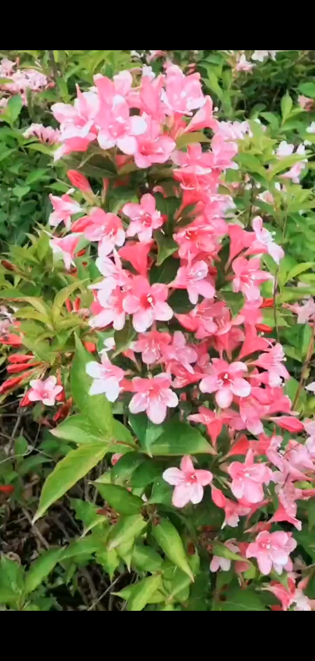 早安/狗狗