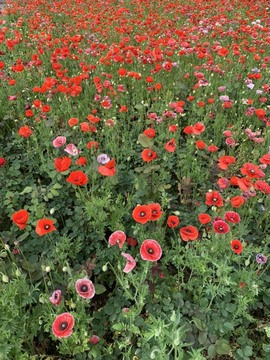 蜜密781888主播照片