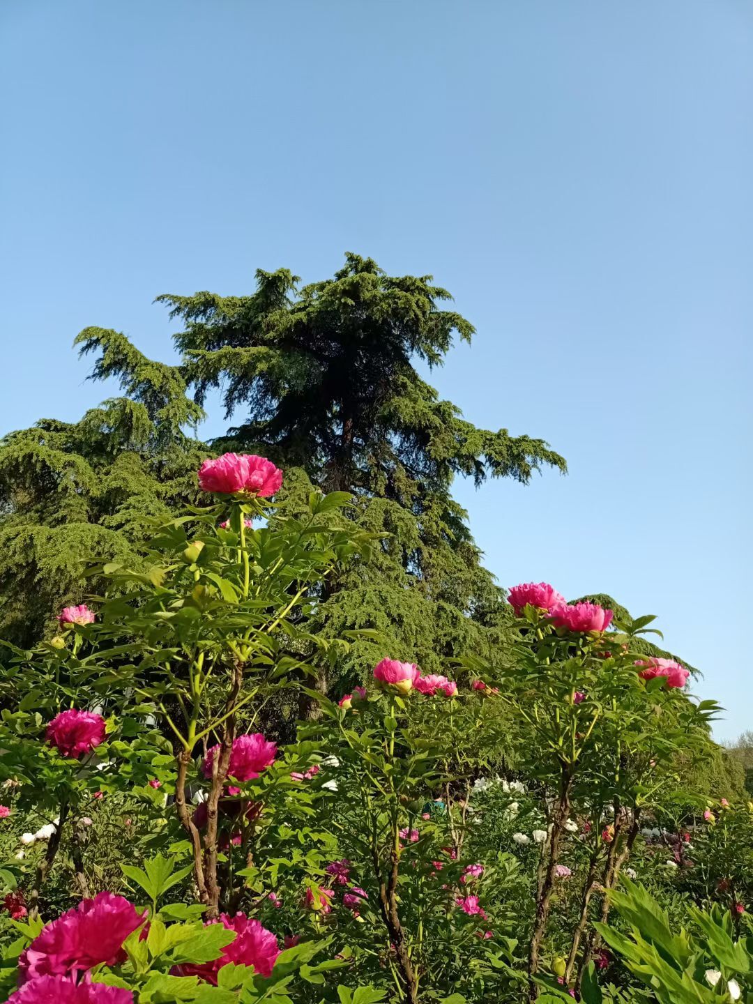 果果(平安好运)的图片