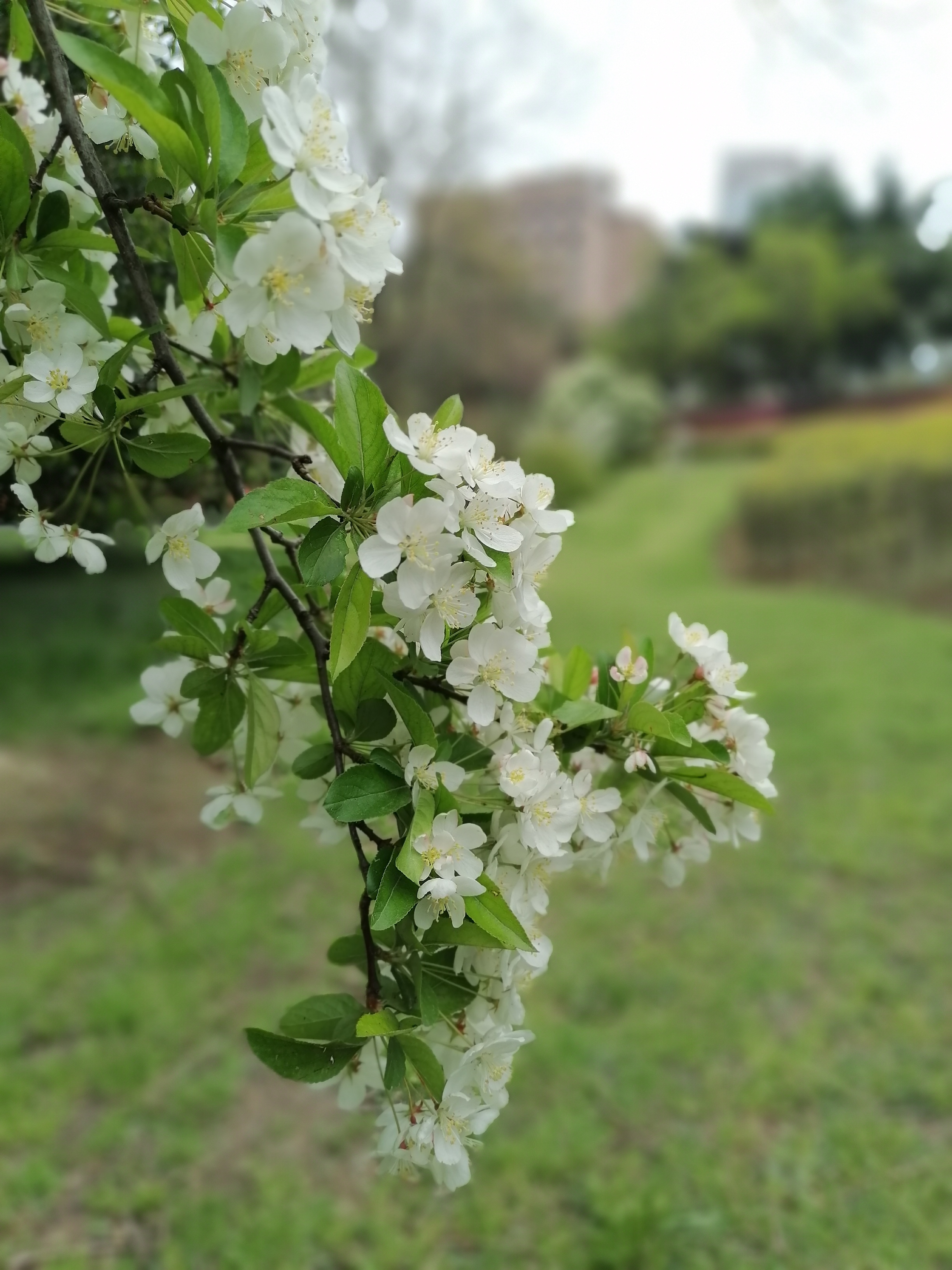 香菜锅锅的主播照片