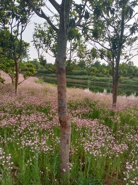 小芳，🌸减肥打卡主播照片