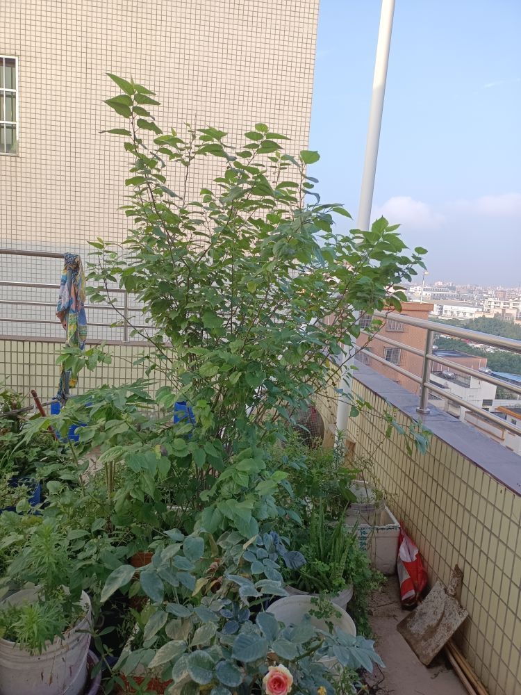 翟無語無風(fēng)無浪的主播照片
