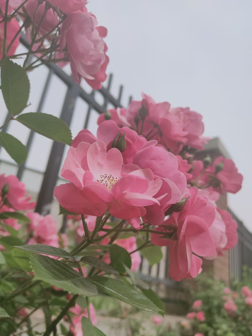 婷婷💕求过月底任务的图片