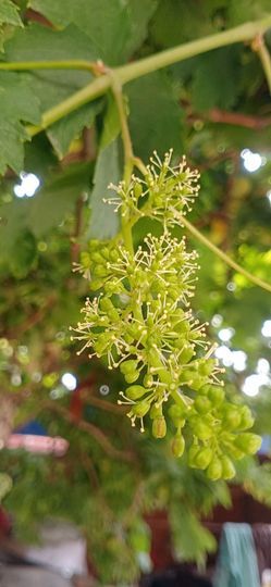 小芳，🌸减肥打卡主播照片