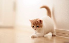小奶猫谢谢哥哥们主播照片