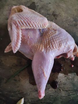 小项户外野钓主播照片