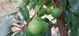 三妹在农村主播照片