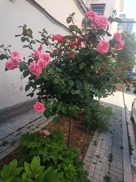 果果(平安好运)主播照片