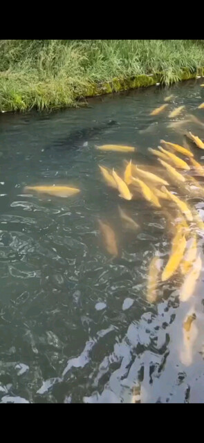 /色色