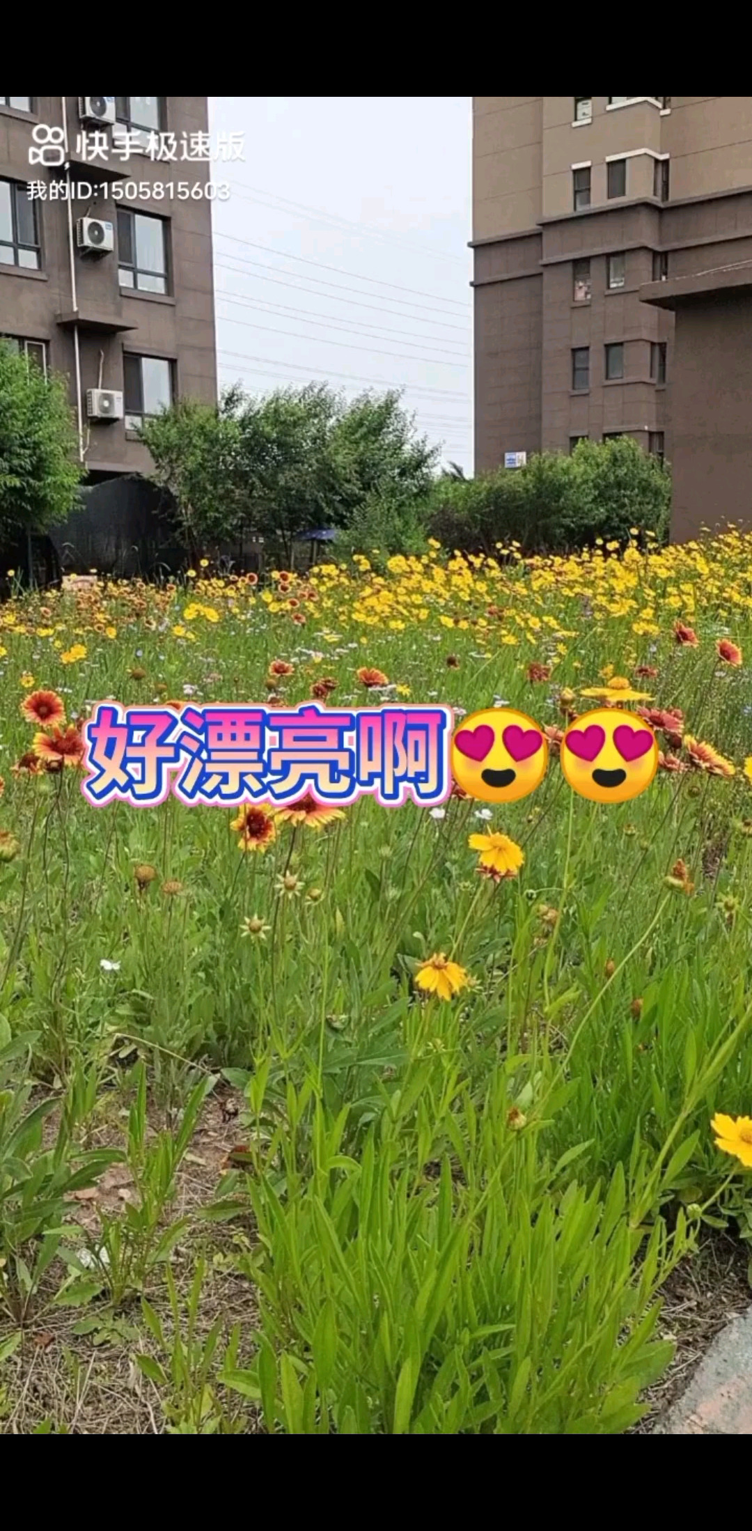 花儿对我点头！