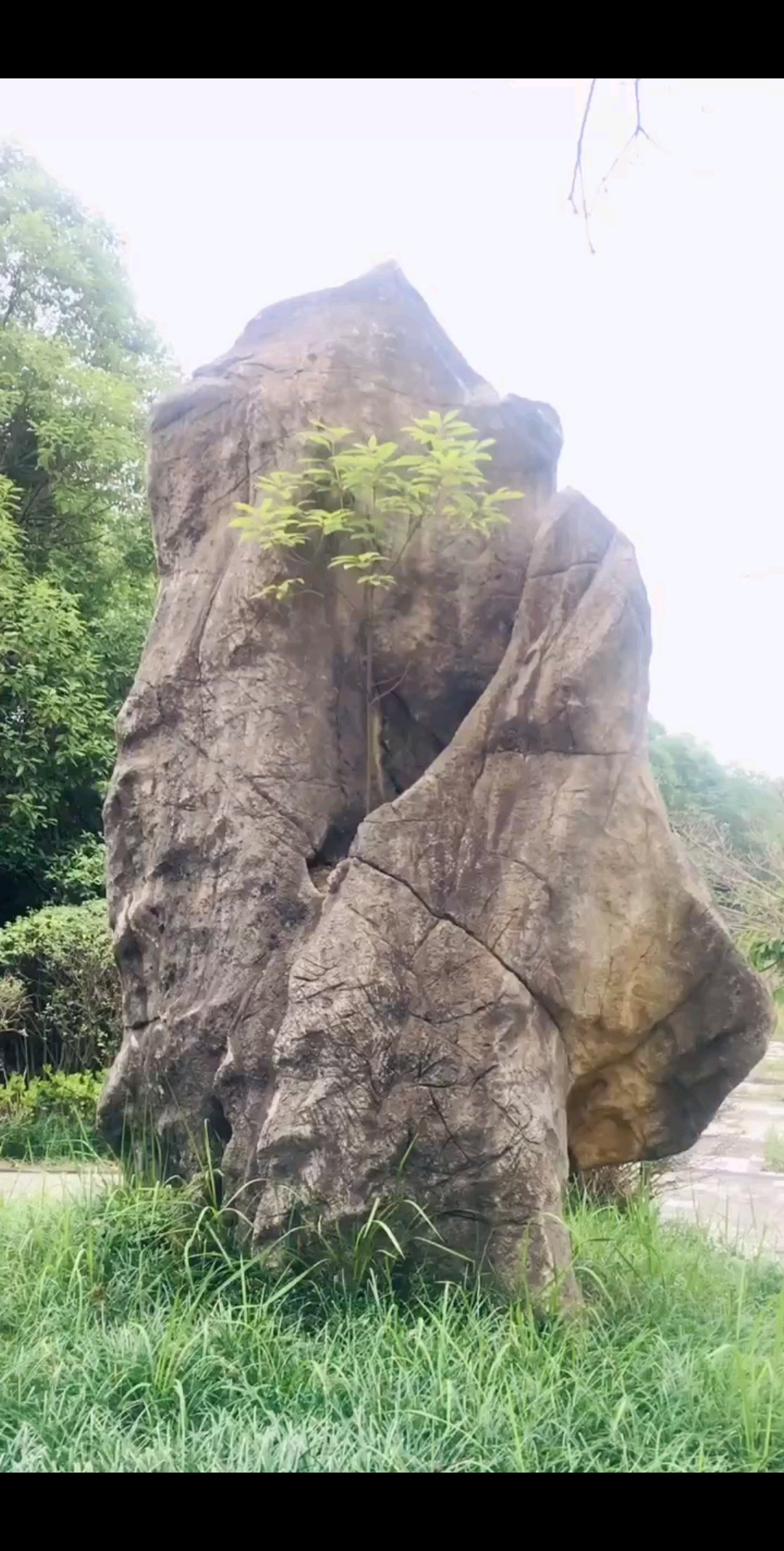 一块大石头上的，一颗