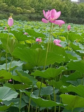 缘缘～～～主播照片