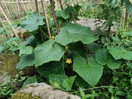 三妹在农村主播照片