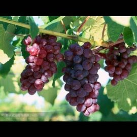 人生如戏经理酸甜苦辣主播照片
