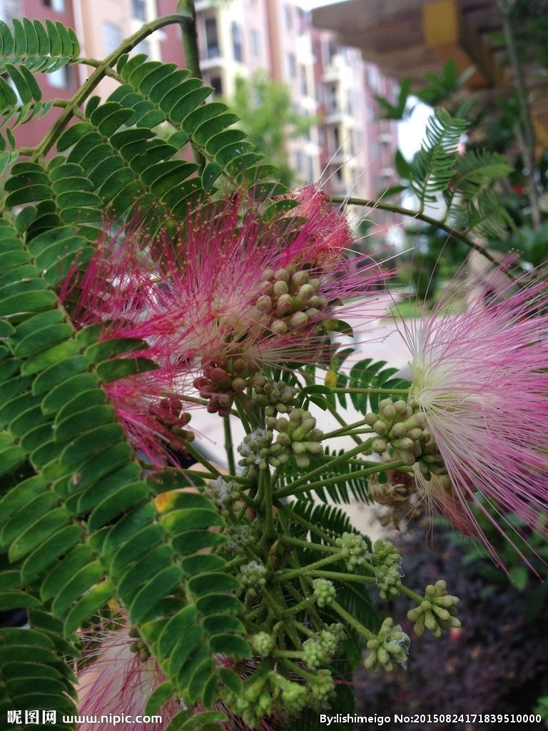 双成菲菲🎤的图片