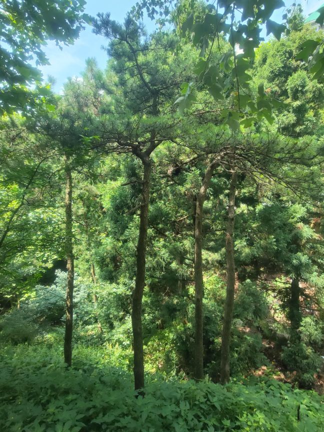 新人宋頌的主播照片