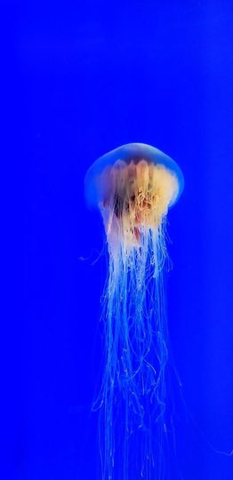 霞儿求守护主播照片
