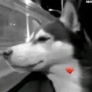 无语霓烟
