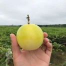 从江黔联百香果的头像