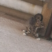 一个小狸花的猫步海报