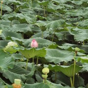 烟花75海报