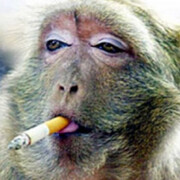 抽烟的黑猴