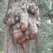 老沙铁粉的头像